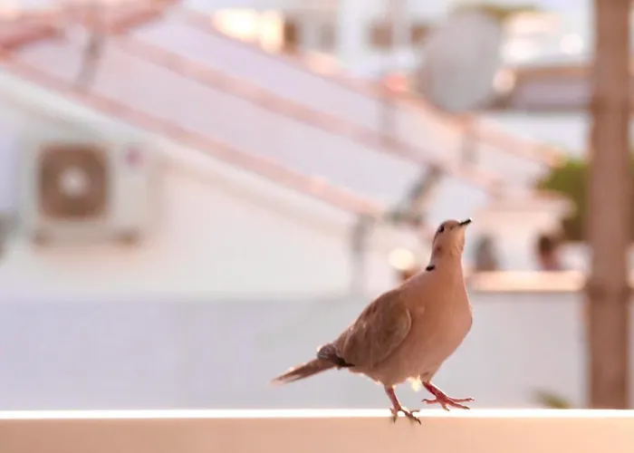 Daire Moon Dunes - By Yumbo Center -